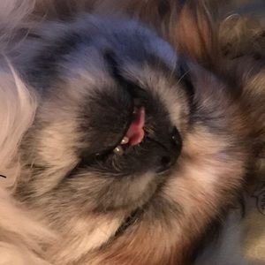 Meet your Posher, Skye